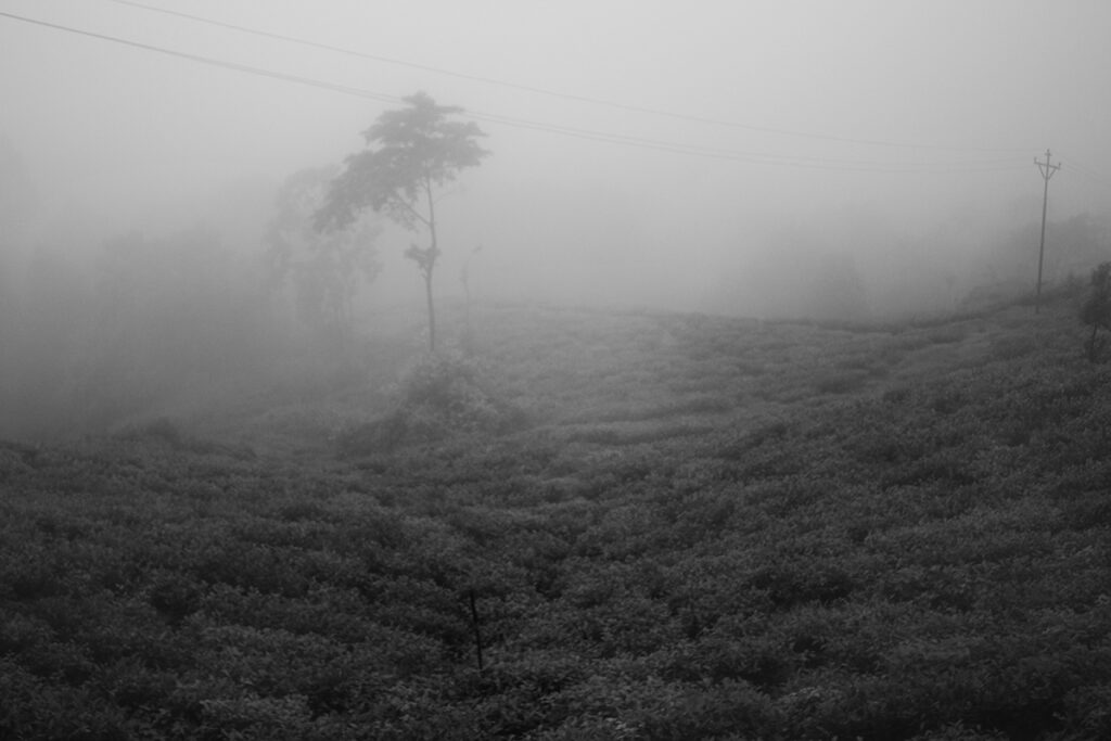 a foggy hillside seen while riding in the world heritage site toy train in Darjeeling India
